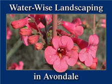Water Wise Landscaping in Avondale