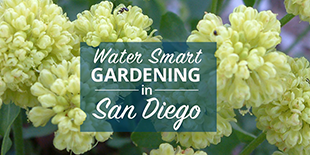 California Friendly Gardening for San Diego CAW