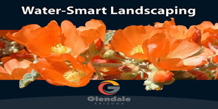 Water-Smart Landscaping in Glendale AZ