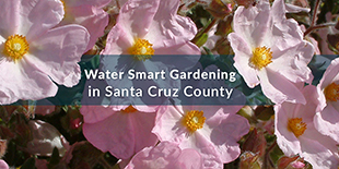 Water Wise Gardening in Santa Cruz County