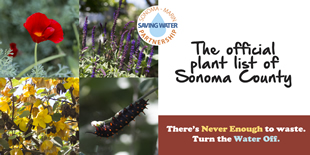 Water Wise Gardening in Sonoma and Marin Counties