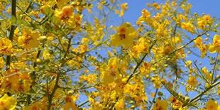 Sustainable Water Use Guide for the City of Surprise Arizona