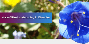 Water Wise Landscaping in Chandler, Arizona