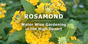 Rosamond